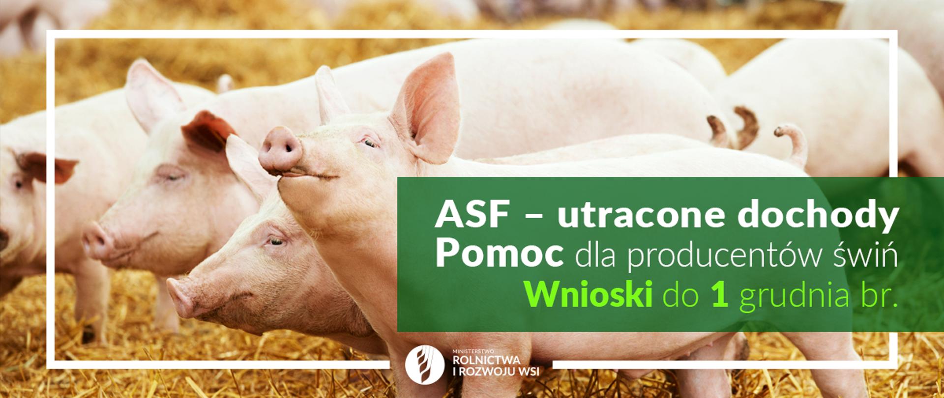 Grafika do komunikatu "Pomoc dla producentów świń na wyrównanie utraconych dochodów w związku z ASF ".
Trzoda chlewna.