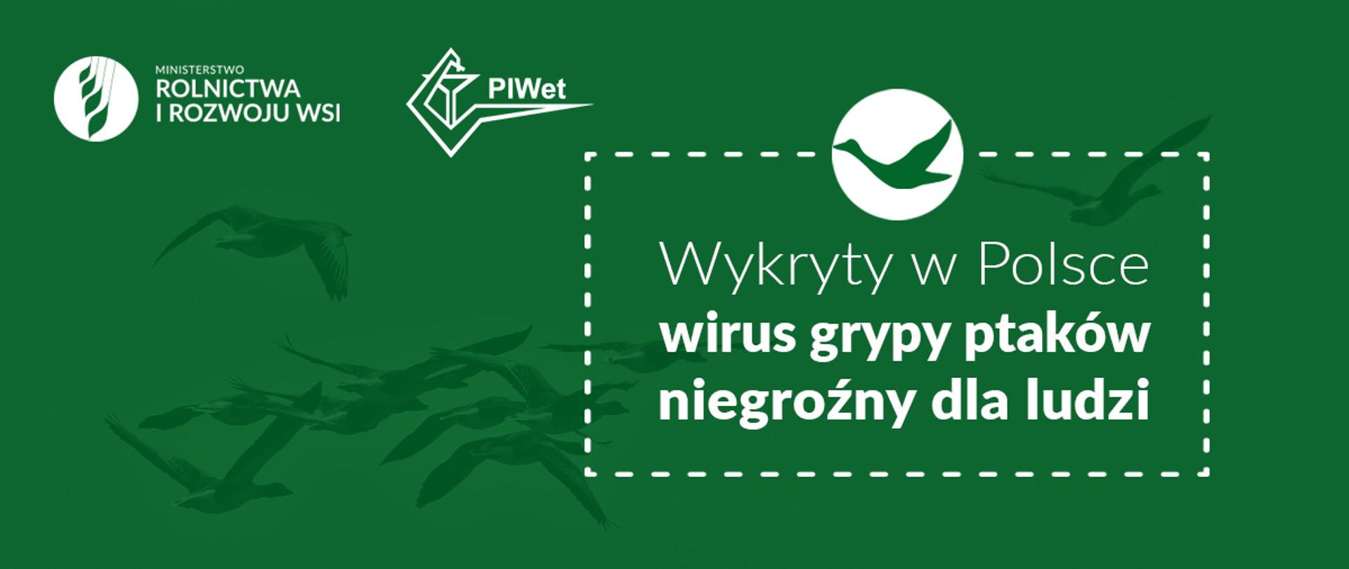 Grafika do komunikatu "Wykryty w Polsce wirus grypy ptaków nie jest groźny dla ludzi".
Lecące ptaki.