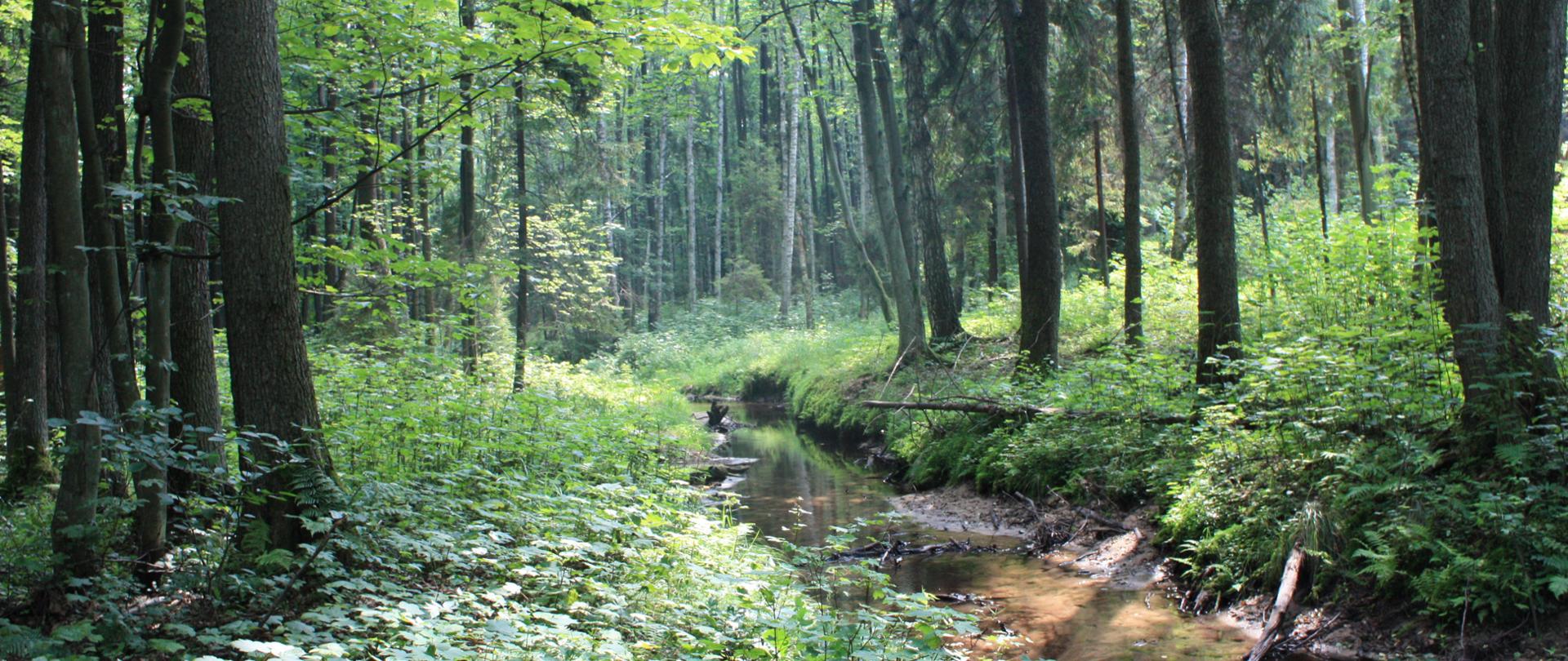 Zdjęcie przedstawia fragment rezerwatu - gęsty las, środkiem płynący strumień