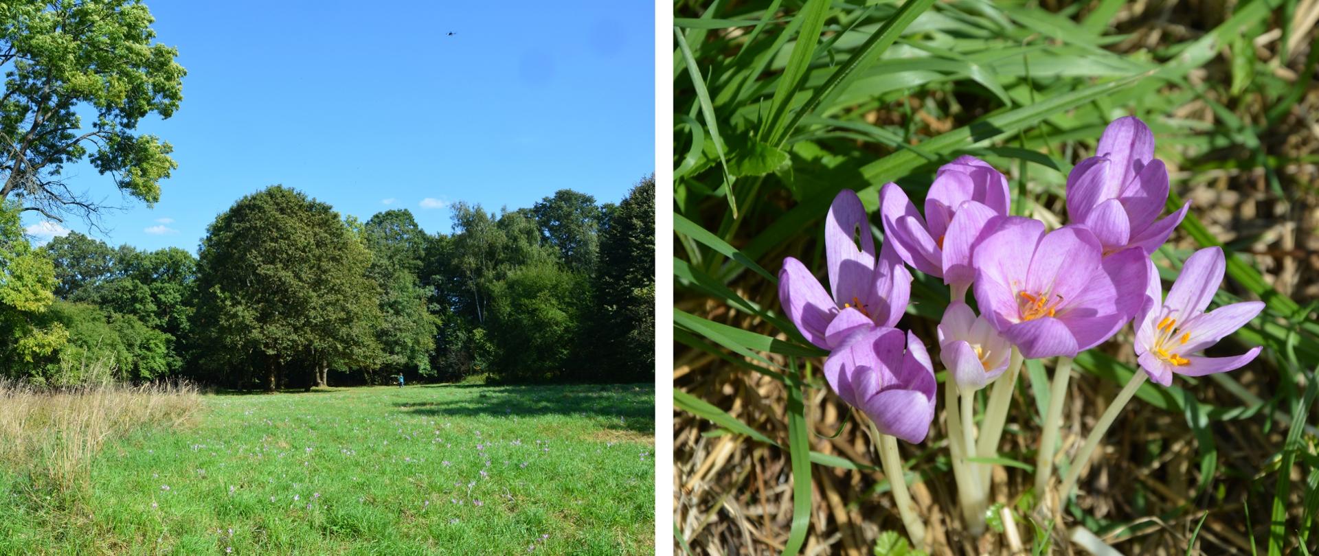 Kolaż zdjęć - widok na łąkę i na fioletowego kwiata