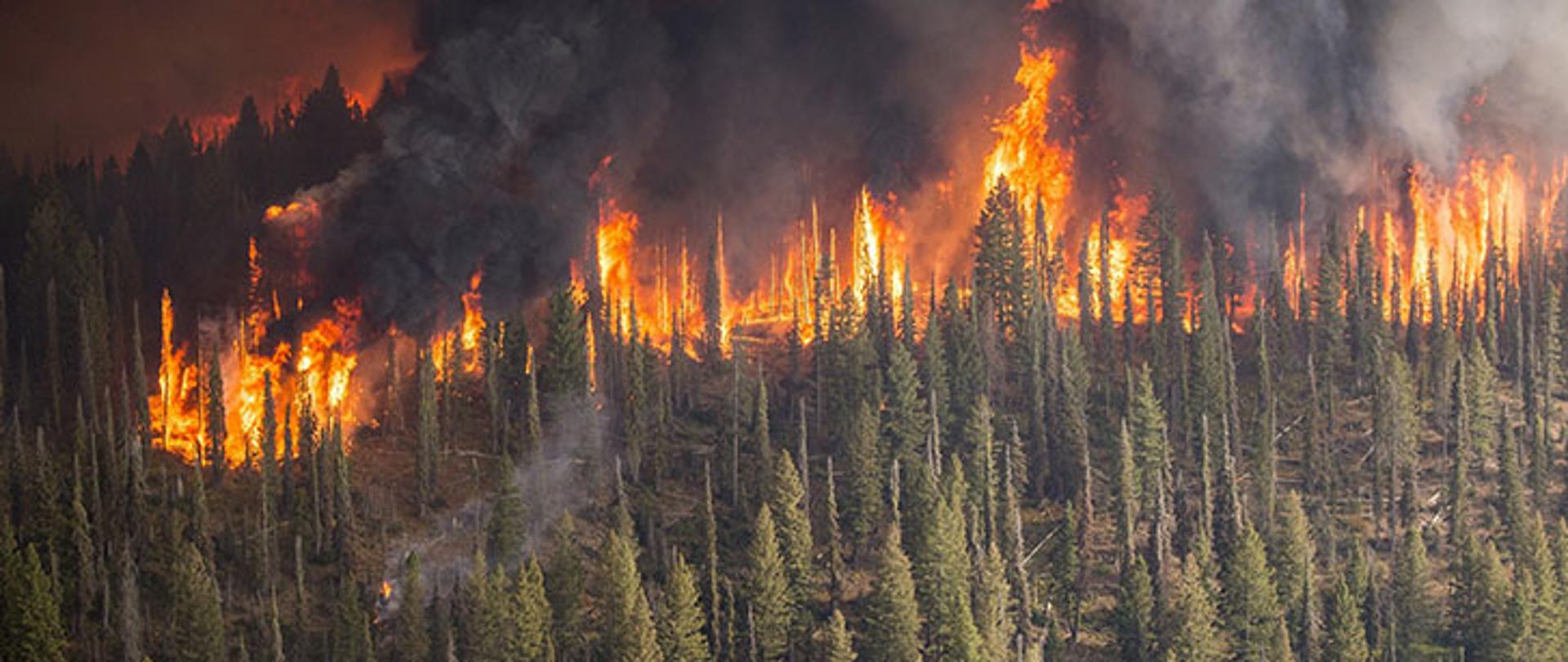 Zdjęcie przedstawia pożar lasu widziany z "lotu ptaka". 