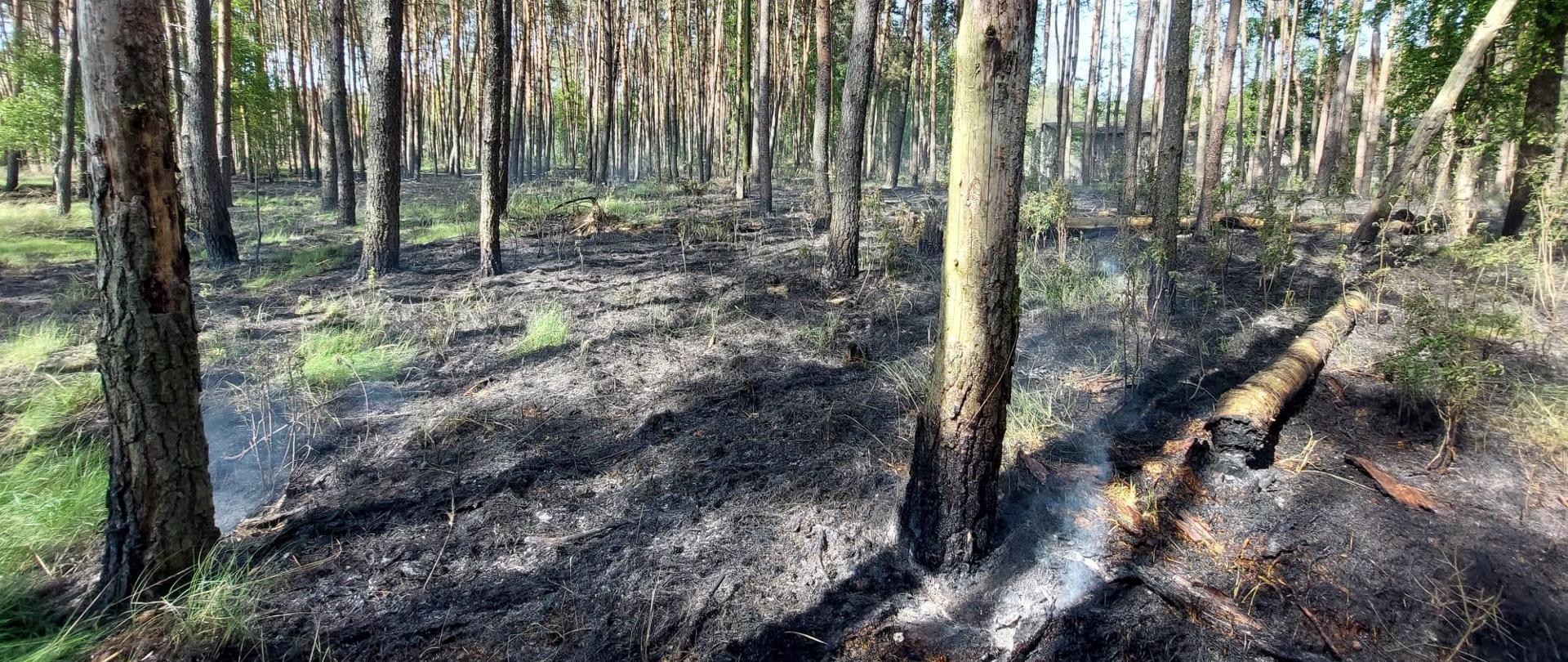 Pierwszy pożar lasu w 2024 roku