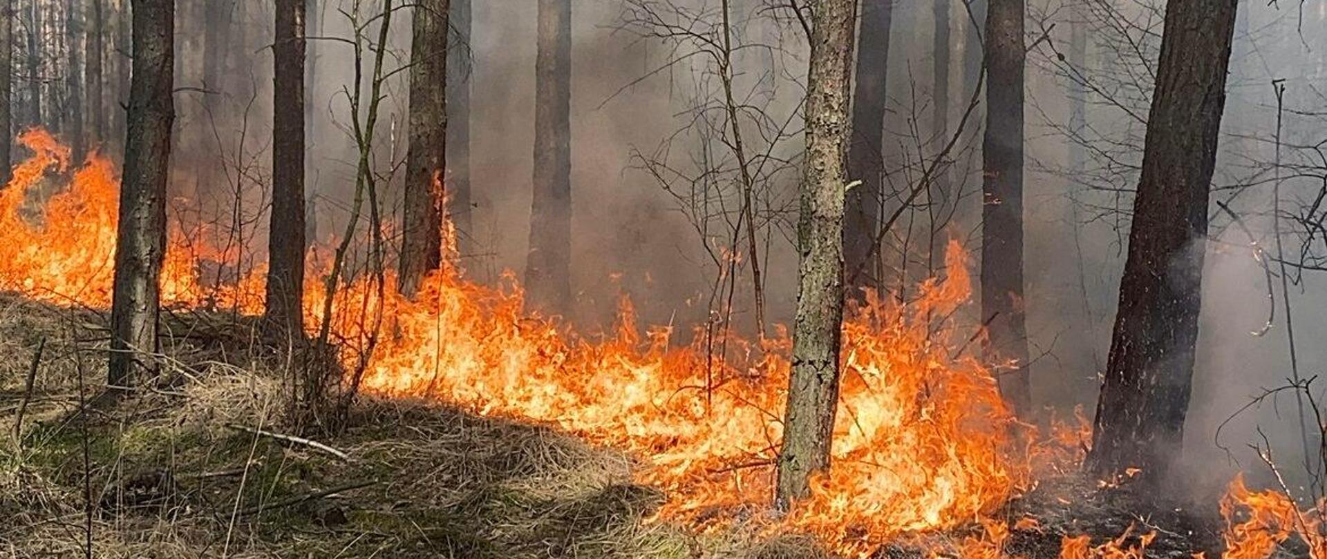 Zagrożenie pożarowe w lasach - apelujemy o ostrożność!