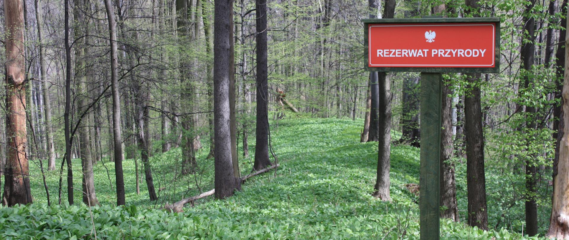 Widok na las z tablicą informacyjną o rezerwacie przyrody