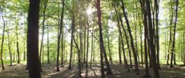 Międzynarodowy dzień lasu - na ziemi suche liście, wysokie drzewa, za nimi prześwituje delikatnie słońca