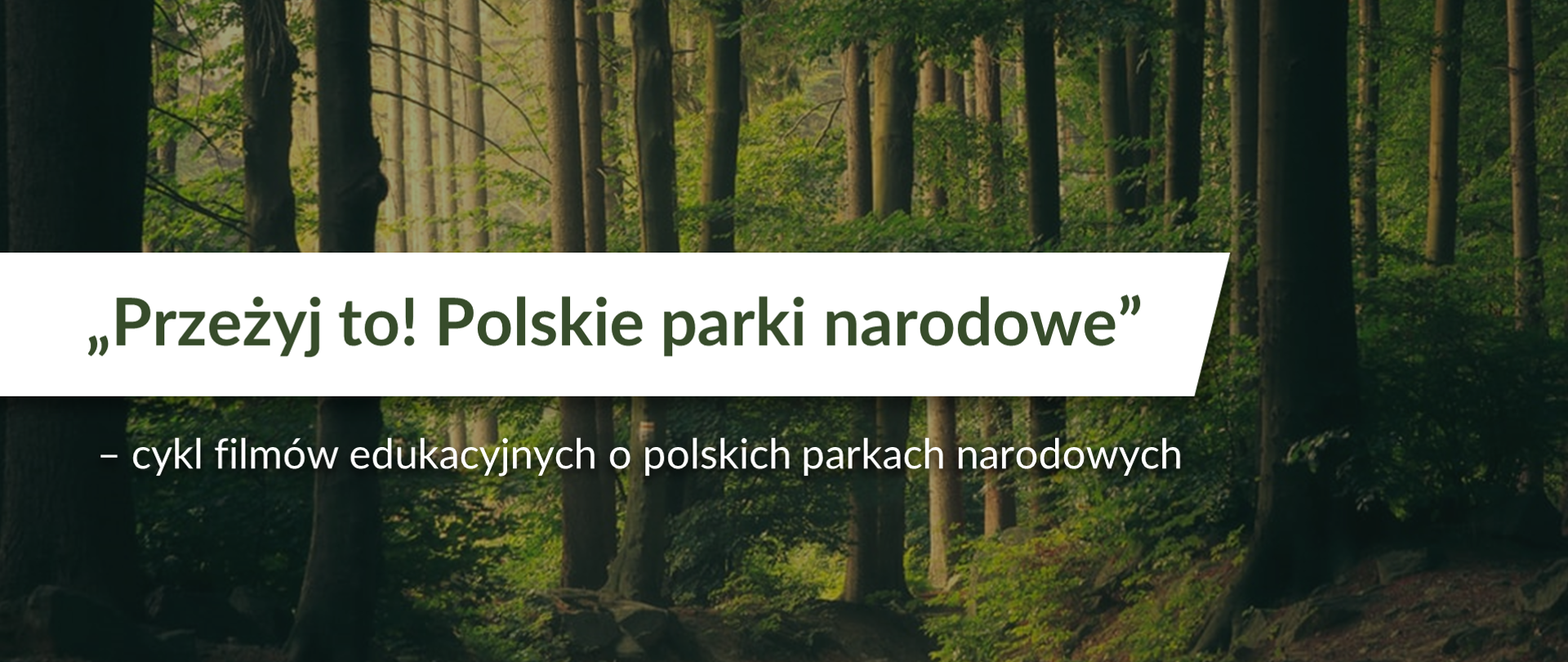 Leśna droga otoczona wysokimi drzewami. Na środku napis Przeżyj to! Polskie parki narodowe - cykl filmów edukacyjnych o polskich parkach narodowych 