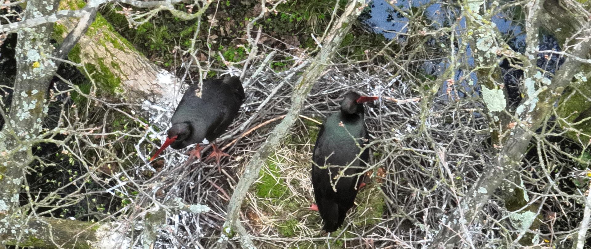 Dwa bociany czarne na gnieździe na drzewie - widok z drona 