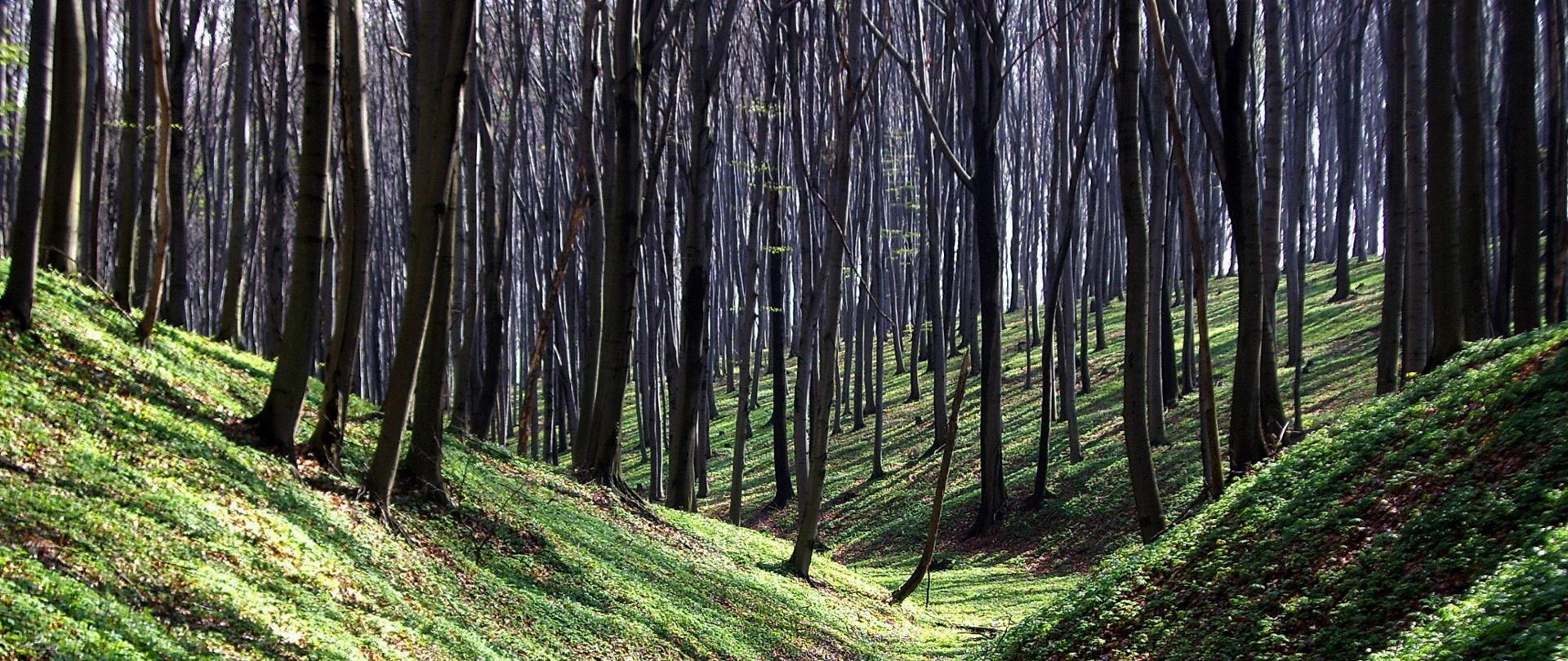 Zdjęcie przedstawia niewielką dolinę, gęsto porośniętą buczyną, na dnie dolny przewrócone drzewo, dno lasu przypomina zielony od roślin dywan. 