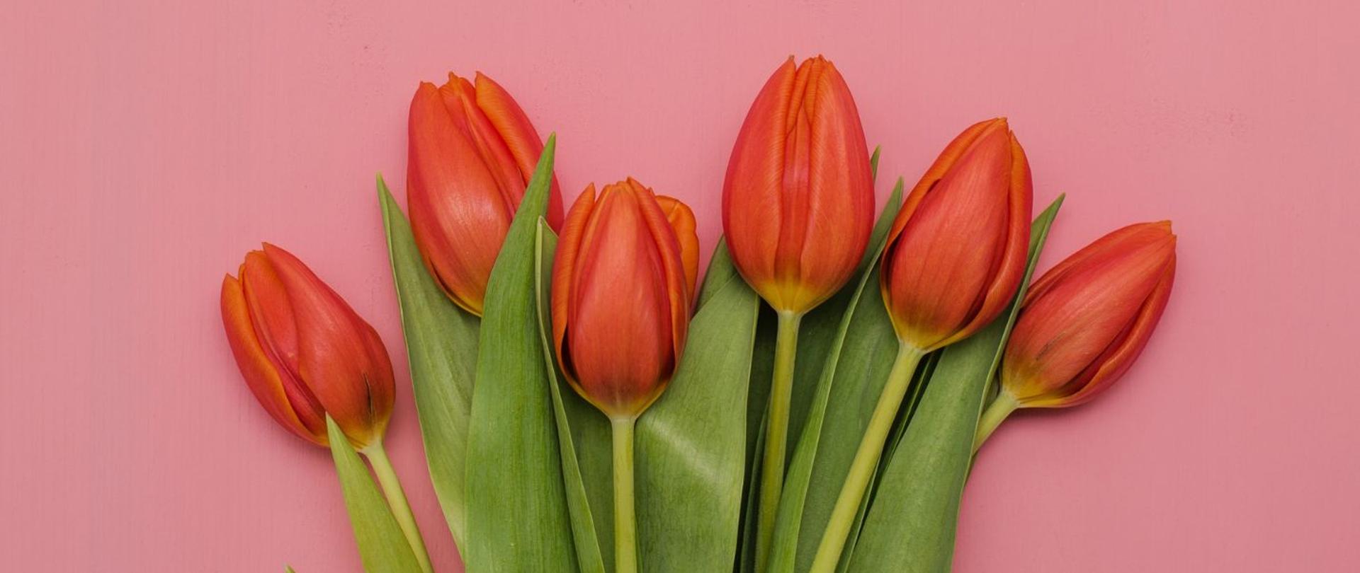 Plakat w kolorze różowym, na dole czerwone tulipany, w centrum biały napis: Dzień kobiet, koncert, marzec 7, 17:30, sala koncertowa PSM, wstęp wolny. 