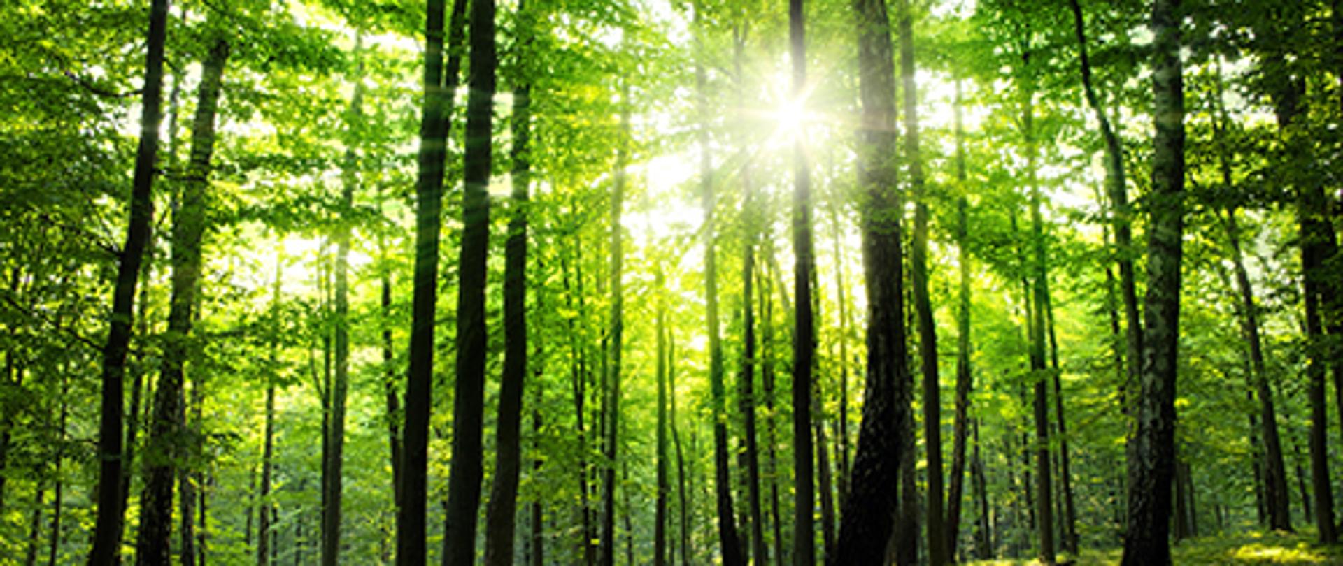 Zachować las - pomoc na inwestycje w ekosystemy leśne. 