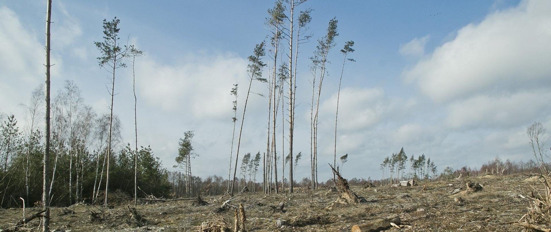 Powalony w wyniku nawałnicy las sosnowy