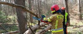 Szkolenie z zakresu techniki ścinki drzew, okrzesywania i przerzynki drzew leżących podpartych jedno i dwupunktowo wg naprężeń ściskających i rozciągających dla strażaków Państwowej i Ochotniczej Straży Pożarnej z terenu powiatu obornickiego zorganizowane przez Nadleśnictwo Durowo.