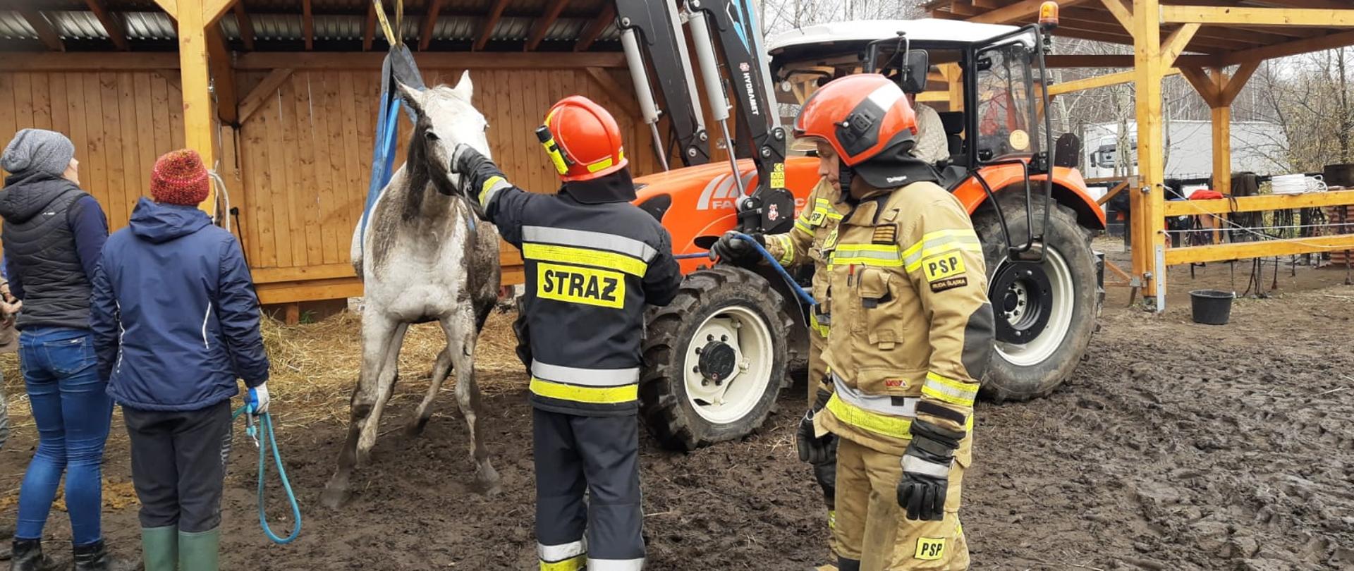 Ruda Śląska ul. Kingi, potrzeba transportu chorego konia do zagrody w celu zabezpieczenia i dalszych badań.