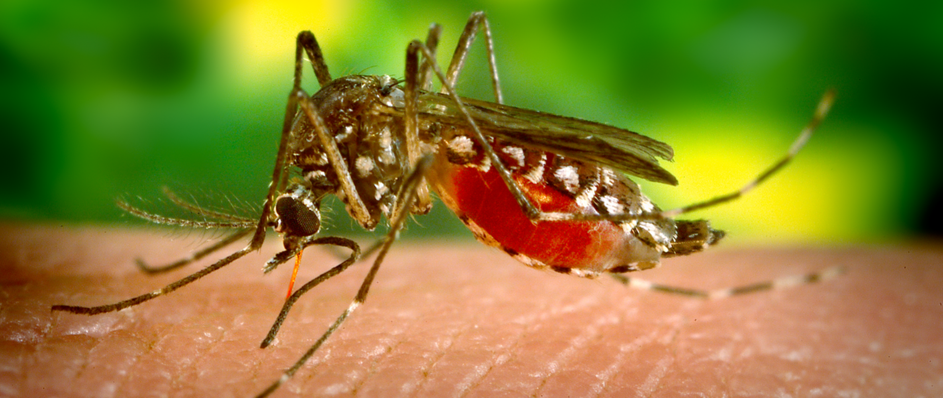 Zdjęcie przedstawia komara siedzącego na ludzkiej skórze