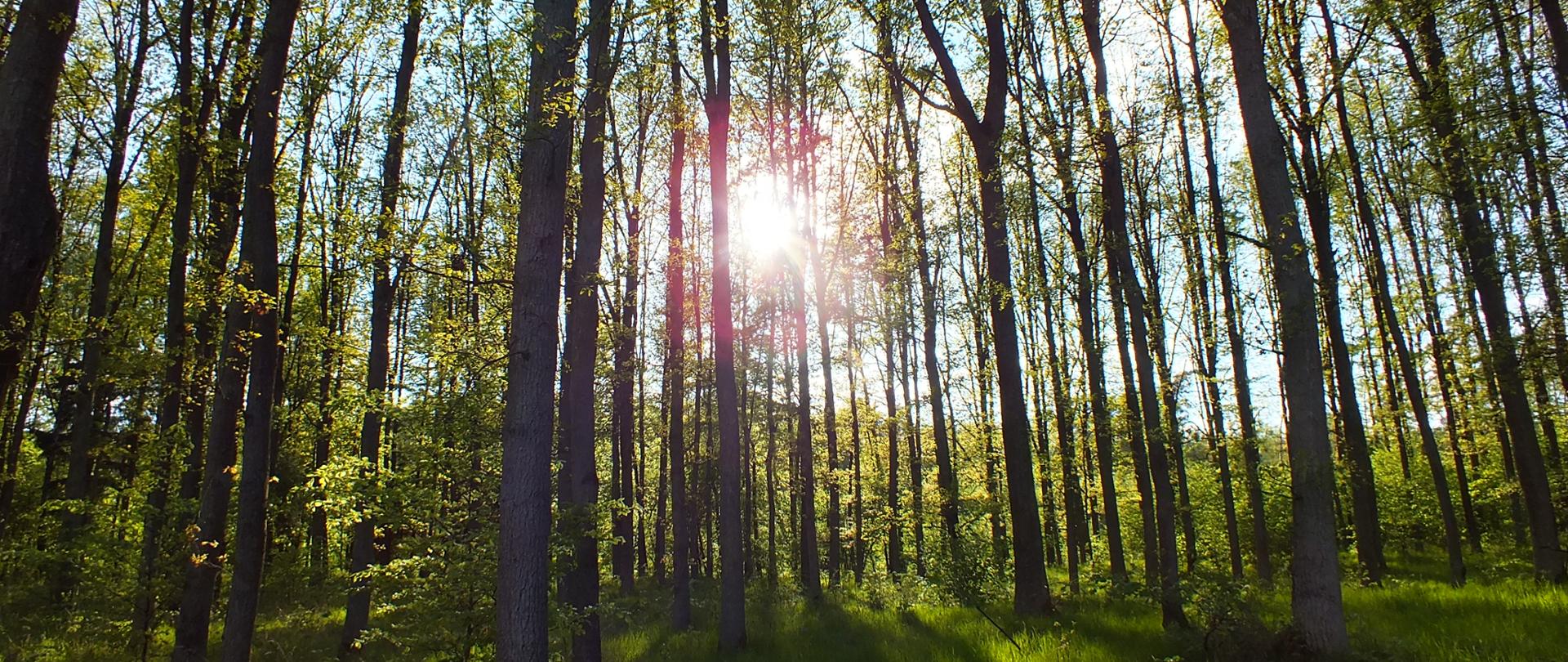 Międzynarodowy dzień lasu - zielona trawa, wysokie drzewa, za nimi prześwituje delikatnie słońca