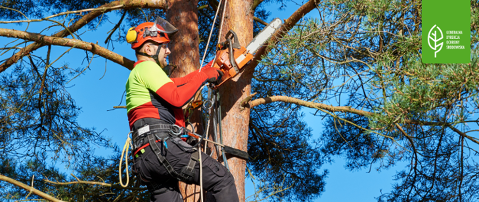 Mężczyzna w kasku i z piłą mechaniczną przycina gałęzie na drzewie. W prawym górnym rogu logo Generalnej Dyrekcji Ochrony Środowiska (biały liść).