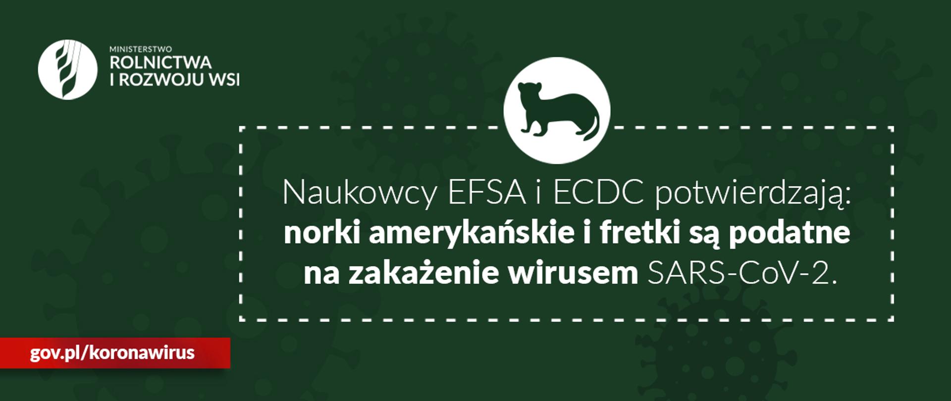 grafika do komunikatu "Raport naukowy EFSA i ECDC ws. koronawirusa u norek"