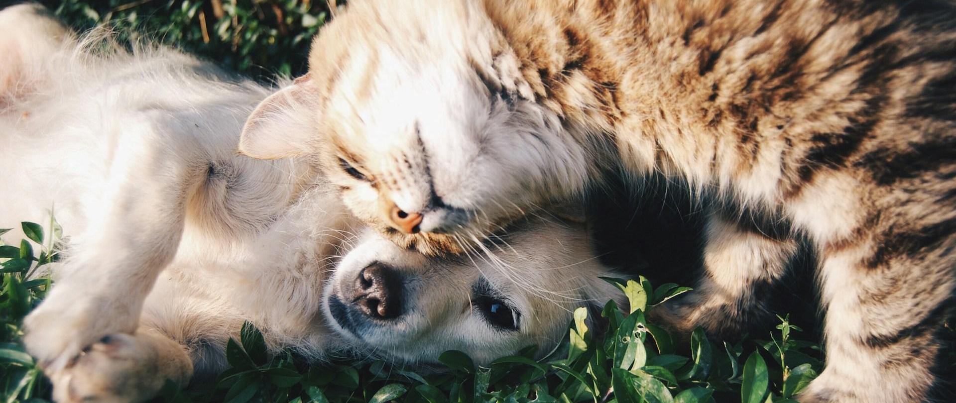 Pies i kot leżą na trawie i przytulają się pyskami.
