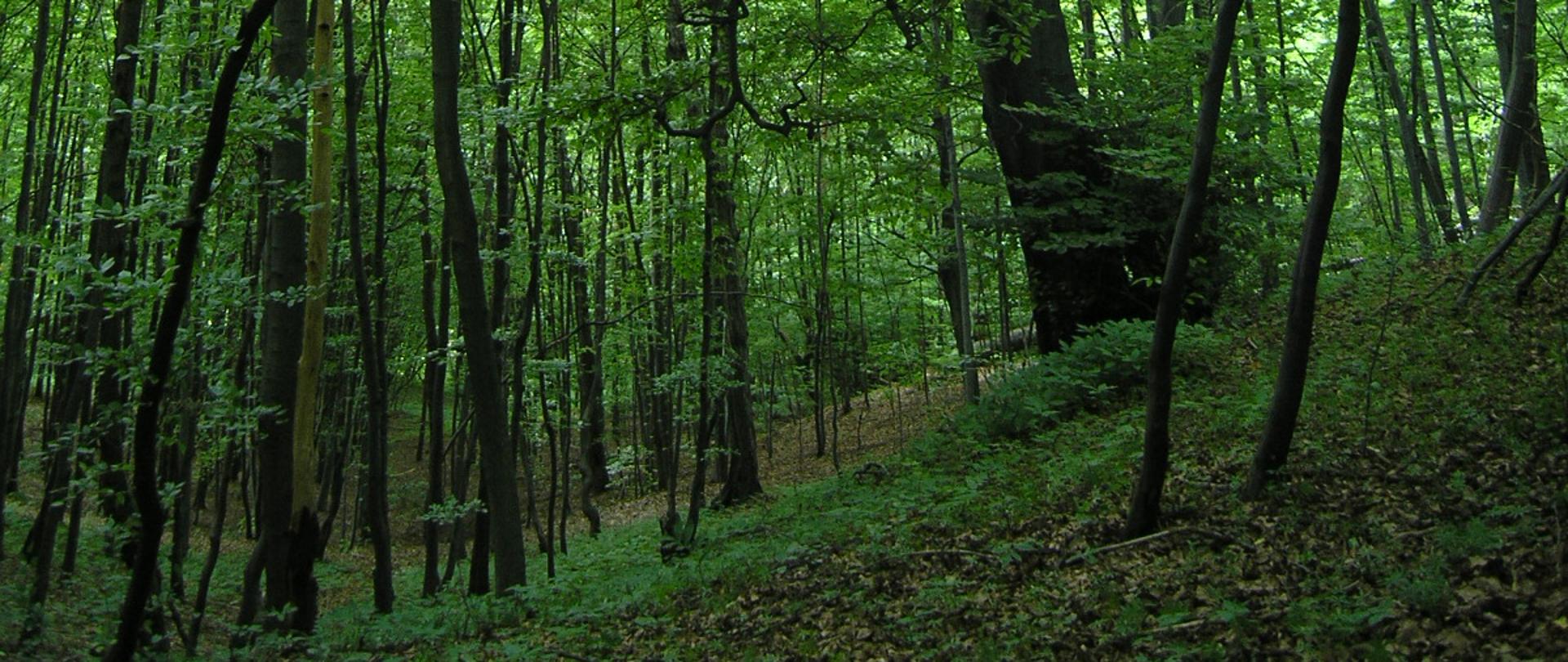 Zdjęcie przedstawia fragment lasu