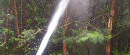 Las oraz strumień wody podawany do niego z prądownicy strażackiej.