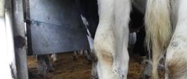 W jednej z naczep przystosowanych do przewozu zwierząt były zastosowane niewłaściwe przegrody, które stanowiły zagrożenie dla zdrowia bydła - mogło dojść do złamania kończyn podczas transportu.