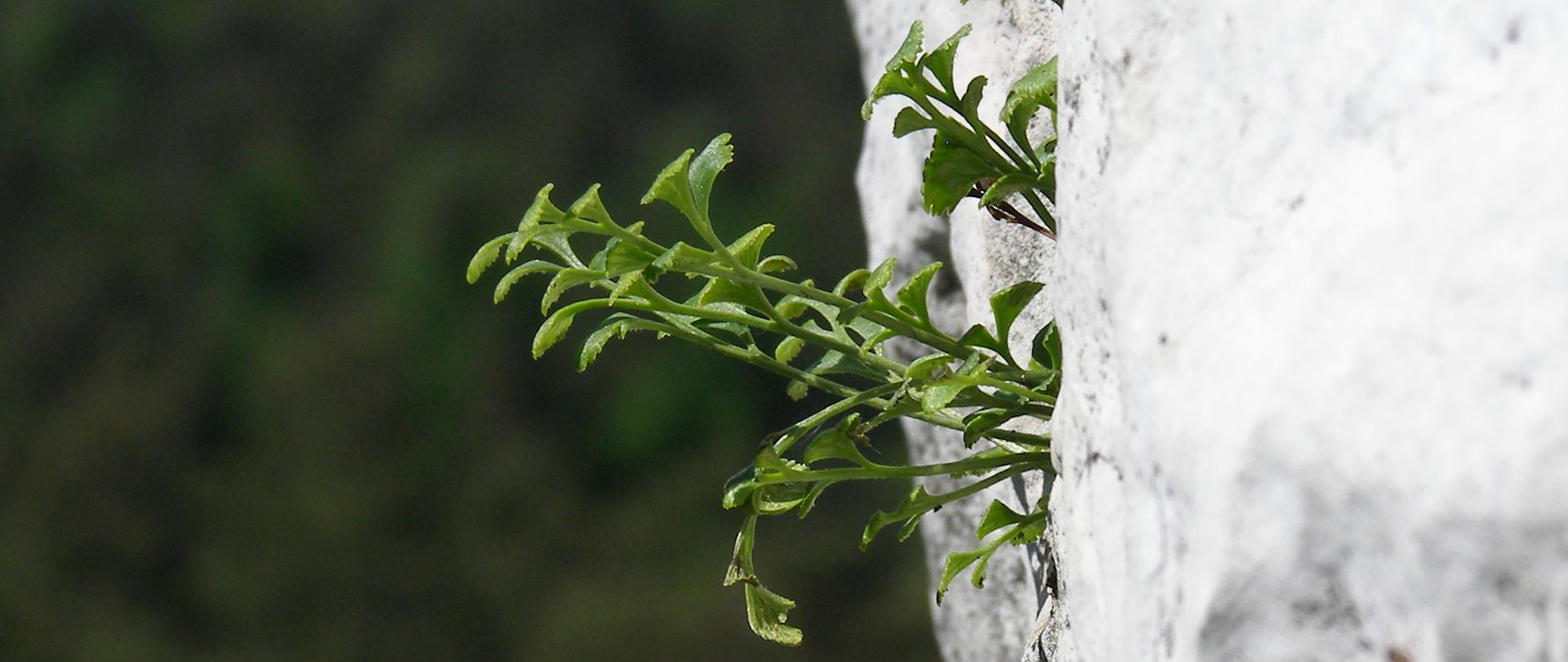 Zdjęcie przedstawia fragment białej skały (ostańca skalnego), a na nim zieloną roślinę