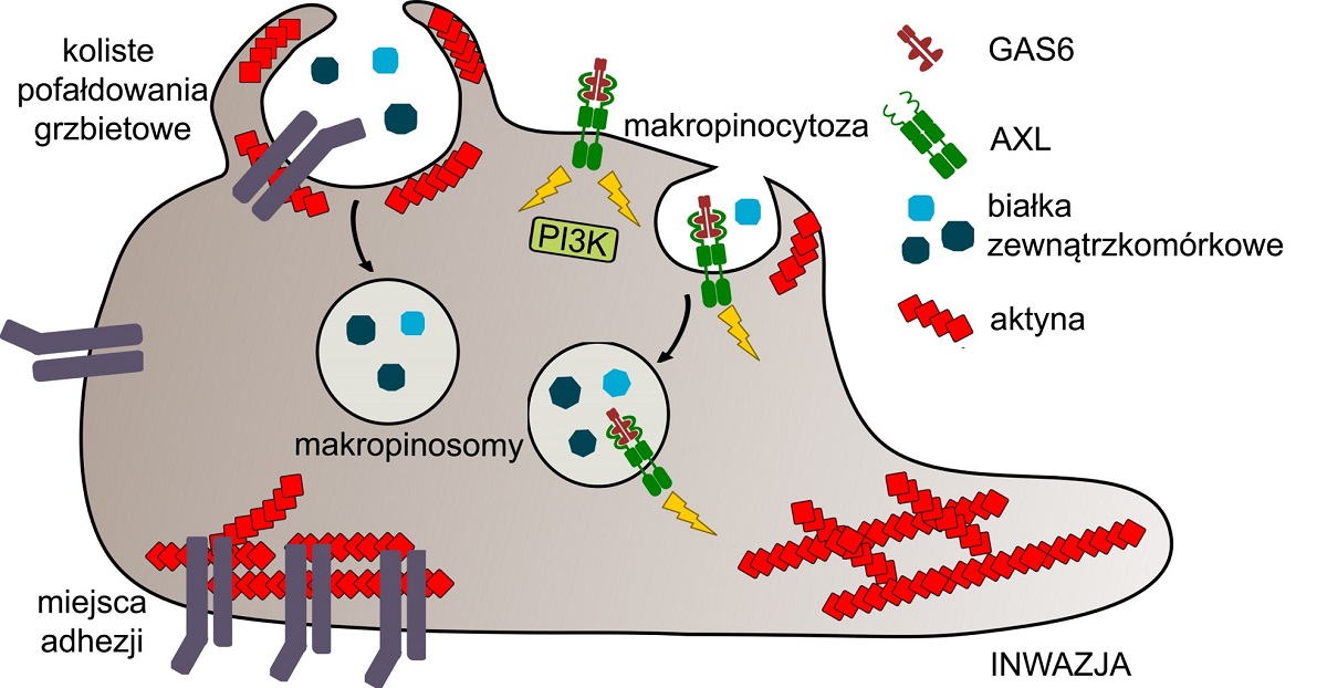 Schematyczne przedstawienie zależnych od aktyny procesów komórkowych aktywowanych przez szlak sygnałowy GAS6-AXL, które napędzają inwazję komórek nowotworowych