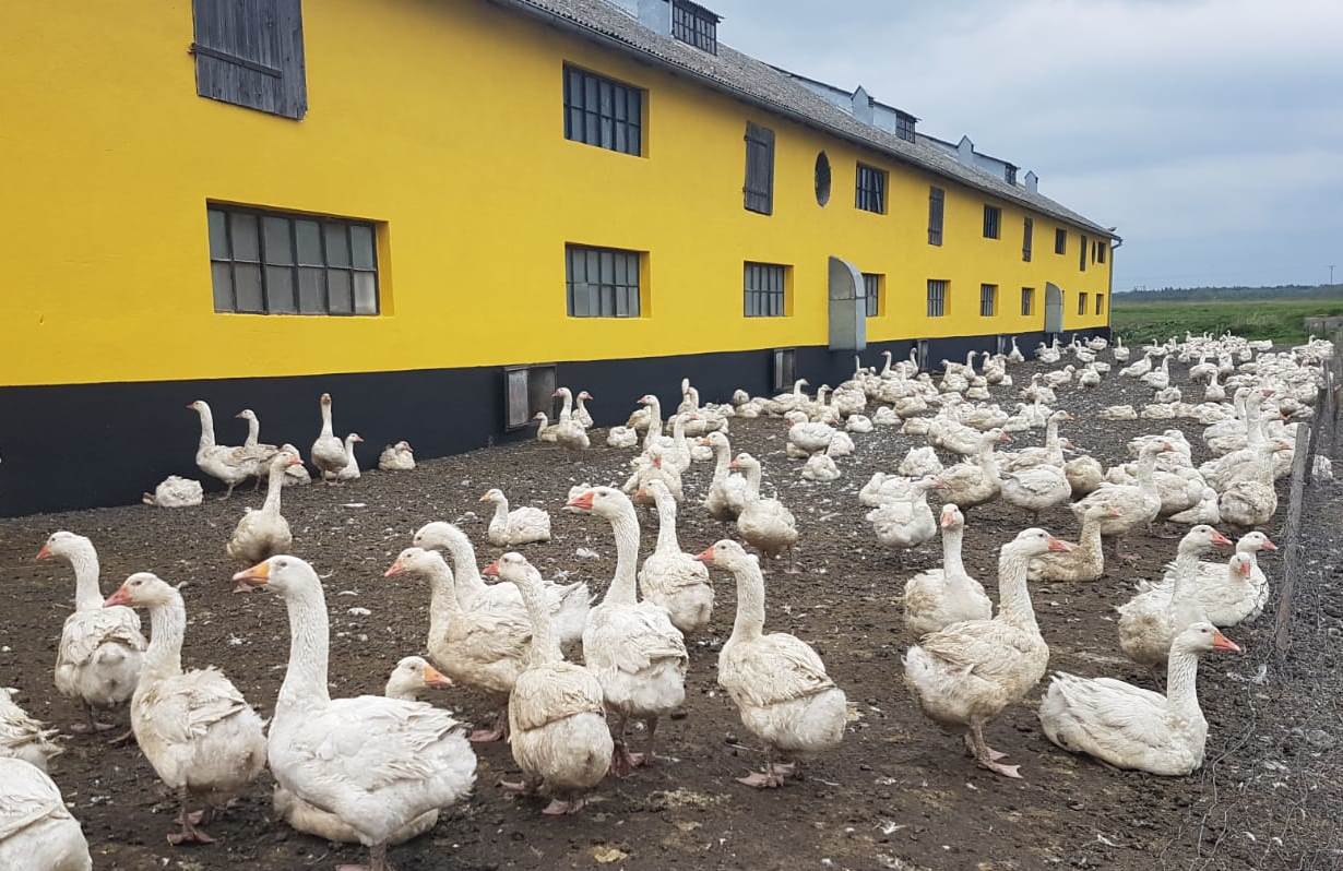Hodowla gęsi
