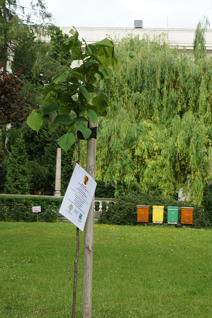 Lipa miododajna na dziedzińcu Ministerstwa Rolnictwa