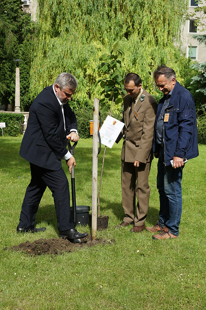 Minister Ardanowski w trakcie sadzenia lipy na dziedzińcu