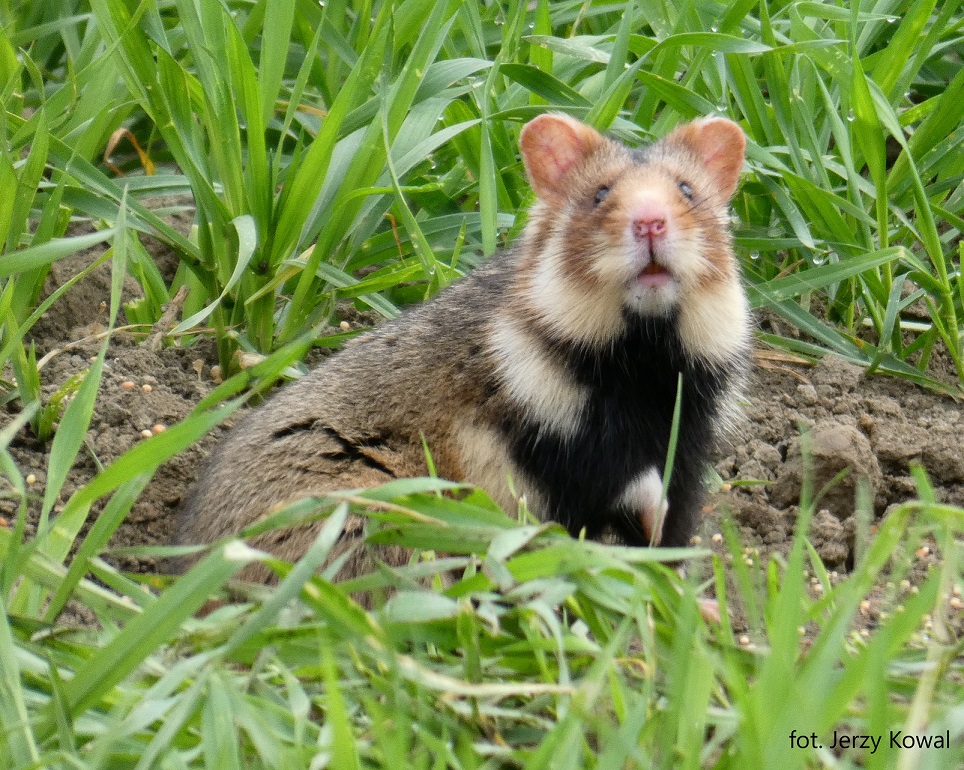Chomik europejski (Cricetus cricetus)