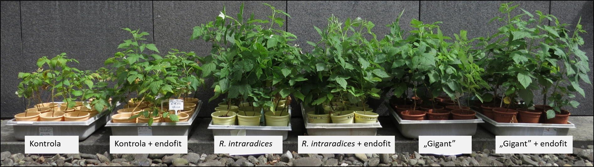 Uprawa maliny w obecności grzybów mykoryzowych oraz endofitycznych (endof)