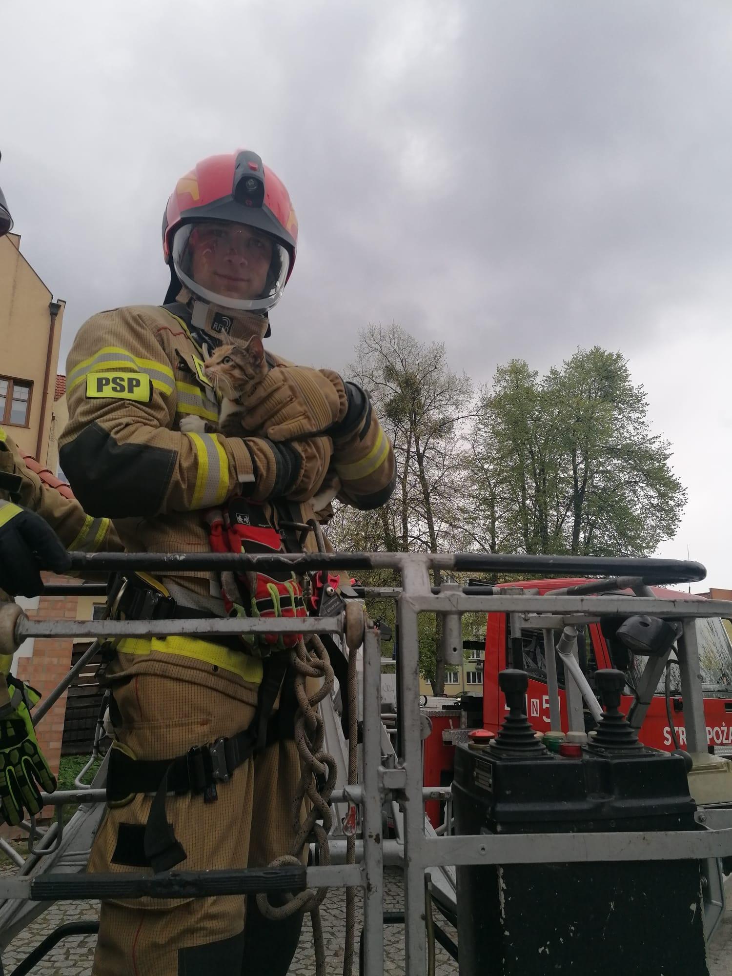 Strażacy uratowali kota – niezbędne było użycie drabiny mechanicznej z koszem 