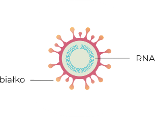 5.1.Ilustracja: uproszczony schemat koronawirusa przedstawiający okrąg z kolcami białkowymi wokół spirali oznaczonej jako RNA