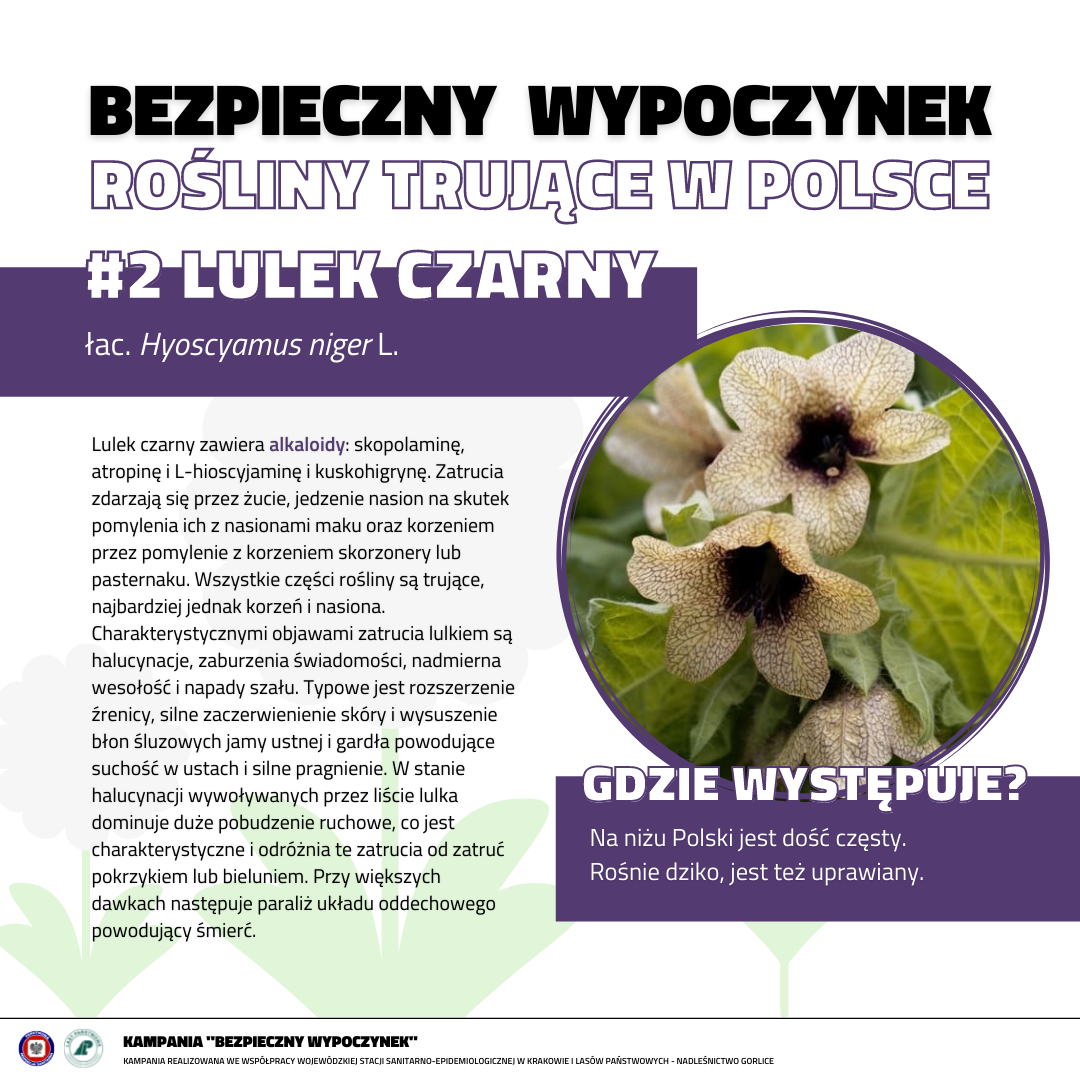 Rośliny trujące 2 LULEK CZARNY