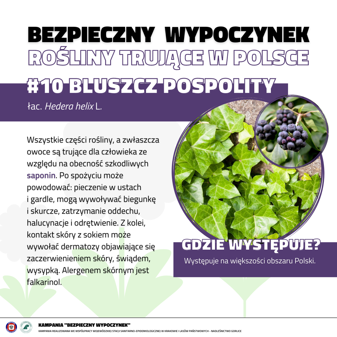 Rośliny trujące 10 BLUSZCZ POSPOLITY