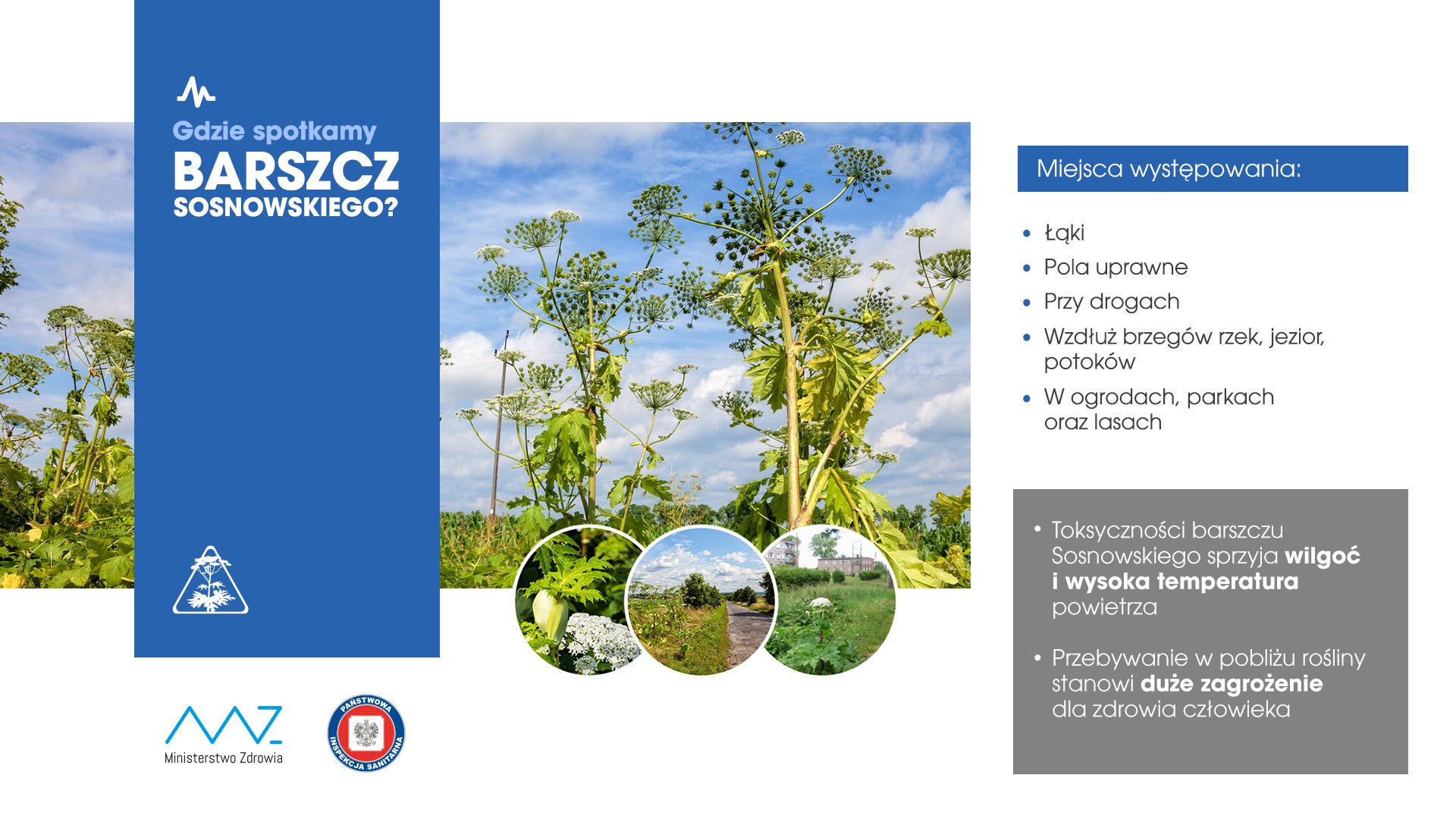 barszcz Sosnowskiego