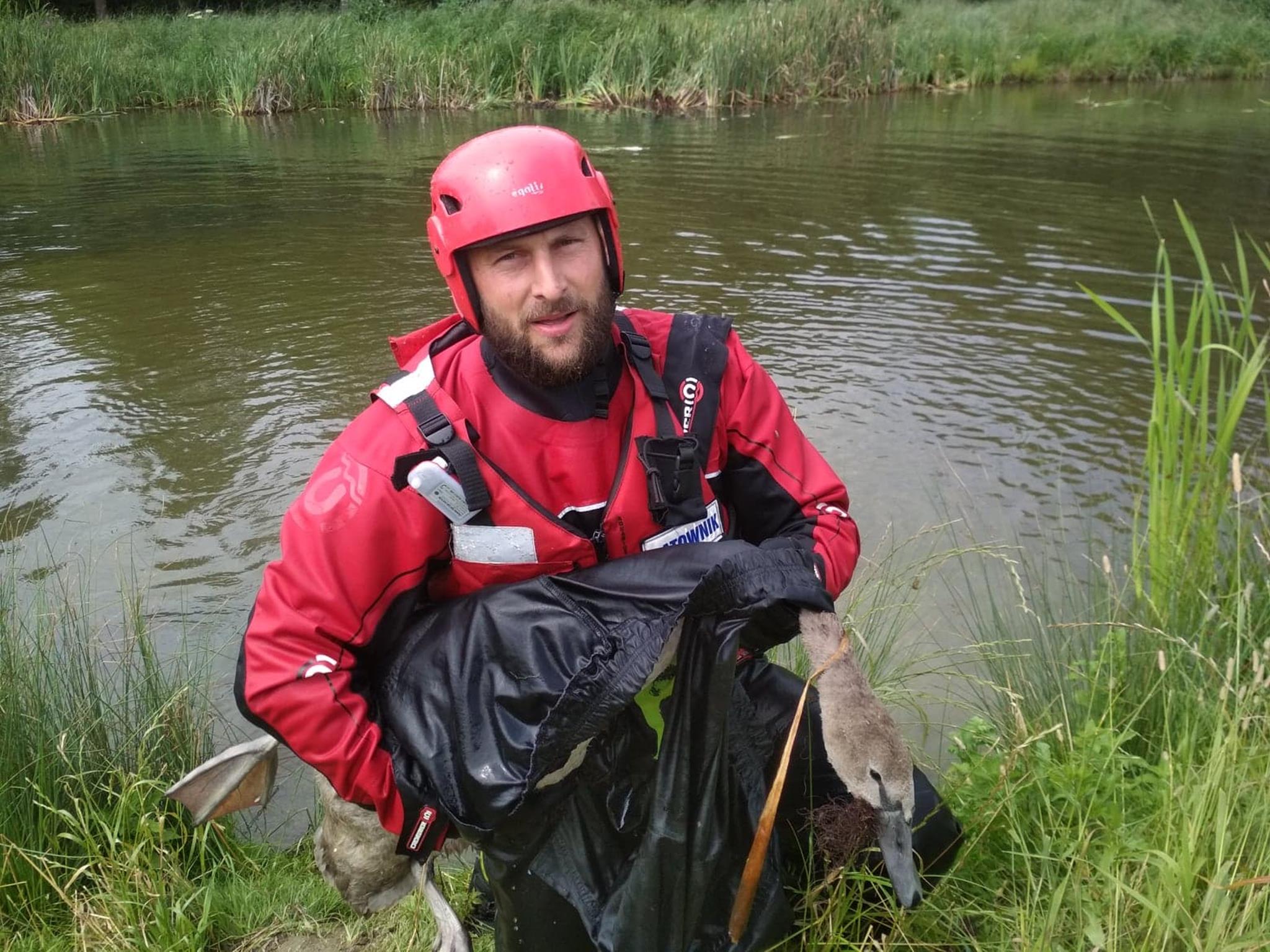 Ratowanie łabędzia