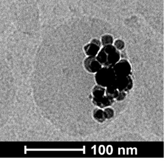 Zdjęcie cryo-TEM magnetycznej kapsuły opartej na olejowym rdzeniu.