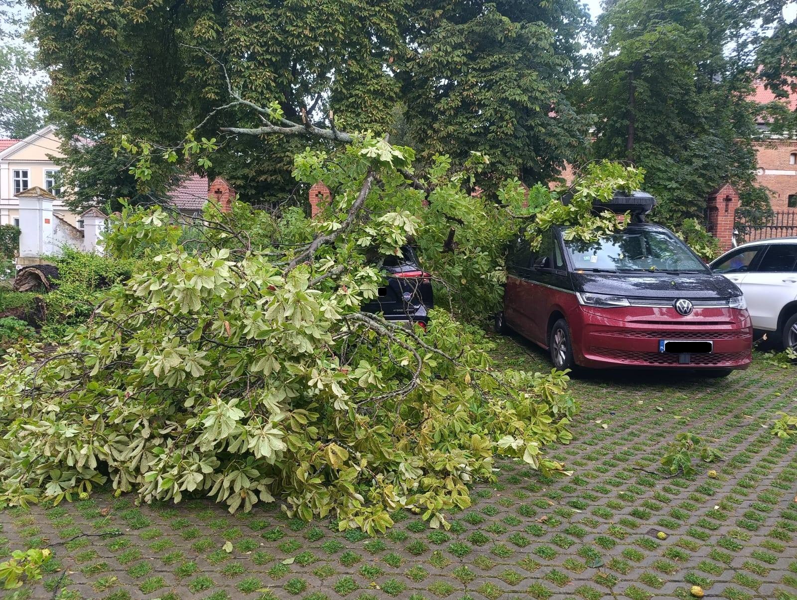 Konar spadł na samochody – Frombork