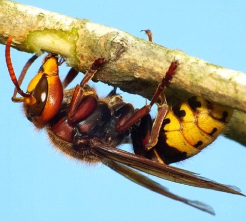 Szerszeń siedzący na gałezi