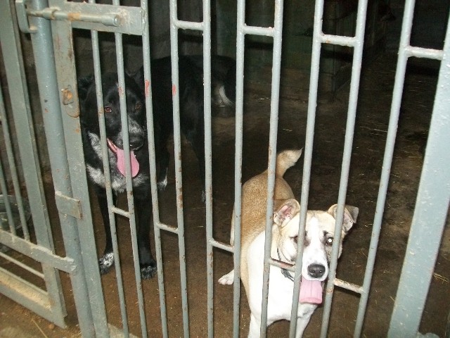 O psie, który mieszka w schronisku…