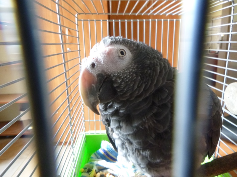 papuga żako w klatce