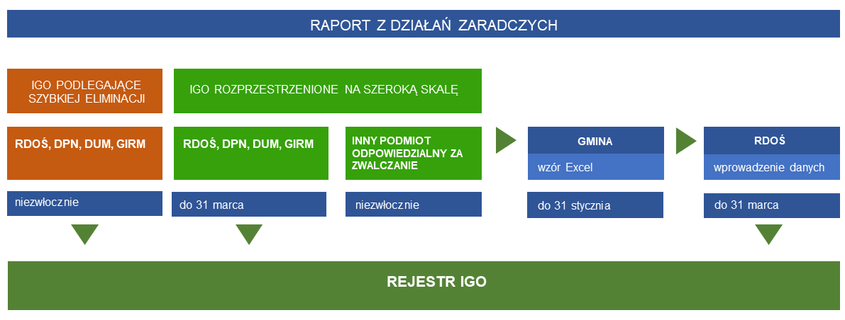 Grafika przedstawia schemat przekazania raportu z działań zaradczych. W przypadku IGO podlegających szybkiej eliminacji, RDOŚ, DPN, DUM, GIRM niezwłocznie wprowadzają informacje o podjętych działaniach zaradczych do Rejestru IGO. W przypadku IGO rozprzestrzenionych na szeroką skalę, RDOŚ, DPN, DUM, GIRM do 31 marca wprowadzają informacje o podjętych działaniach zaradczych do Rejestru IGO. Natomiast inny podmiot odpowiedzialny za zwalczanie tych IGO, niezwłocznie informuje gminę o przeprowadzonych działaniach zaradczych. Następnie gmina w terminie do 31 stycznia przekazuje te dane we wzorze Excel do RDOŚ. RDOŚ wprowadza otrzymane dane do 31 marca do Rejestru IGO.