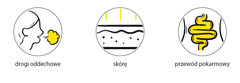 Trzy ilustracje przedstawiające drogi, przez które substancje chemiczne 