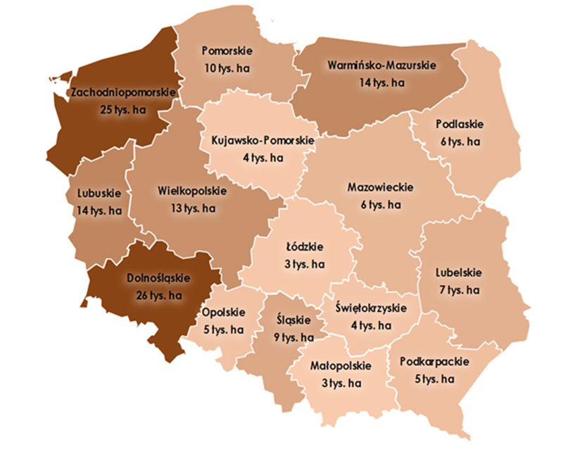 Rys. 3. Grunty do rozdysponowania (146,5 tys. ha) wg stanu na 30 czerwca 2025 r. w podziale na województwa