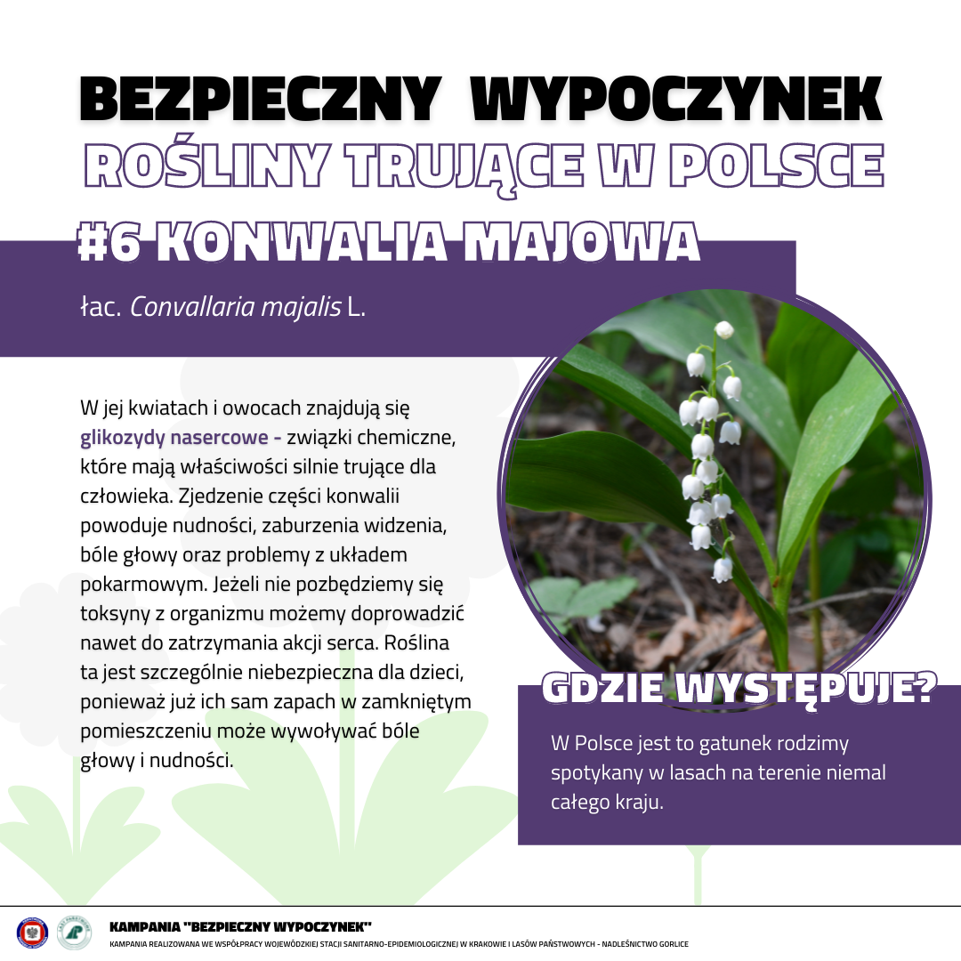 Rośliny trujące 6 KONWALIA MAJOWA