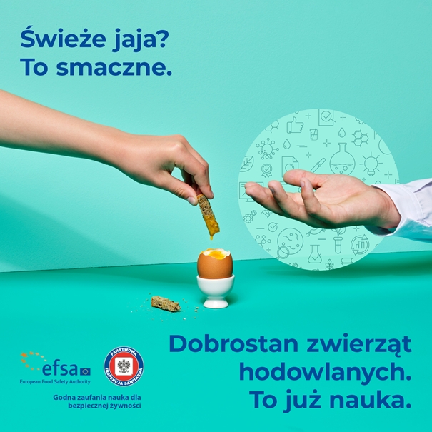 Świeże jaja? To smaczne