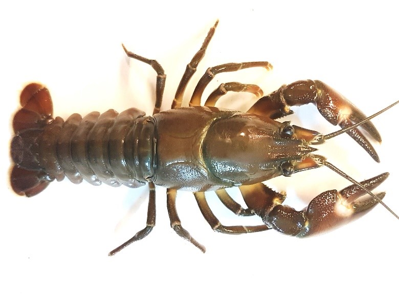 Fot. Rak sygnałowy (R. Maciaszek)