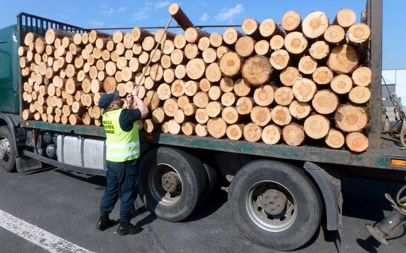Zakazem jazdy do momentu prawidłowego rozmieszczenia i zabezpieczenia ładunku zakończyła się kontrola ciężarówki przewożącej drewno. 